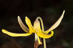 Dogtooth violet